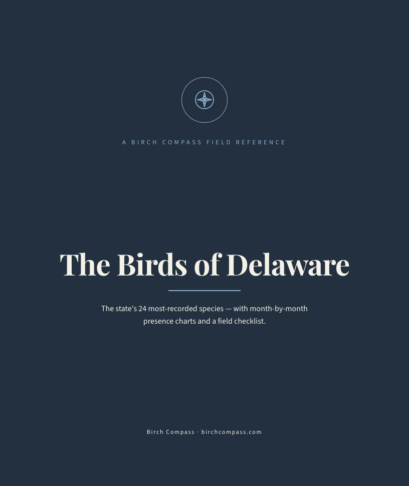 The cover of Birds of Delaware