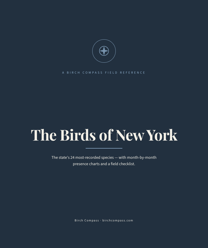 The cover of Birds of New York