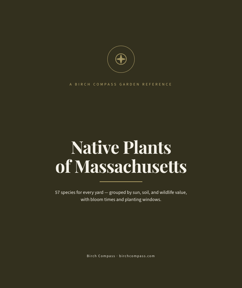 The cover of Native Plants of Massachusetts